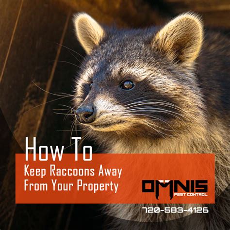 What keeps raccoons away. Things To Know About What keeps raccoons away. 